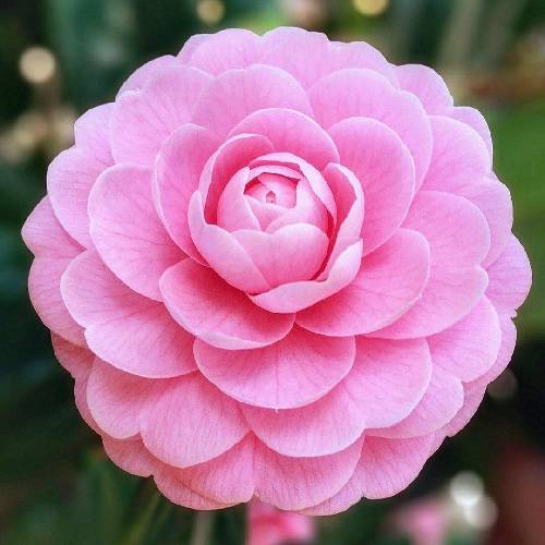 رو در هر خونه پشت هر ویرونه حتی رو نیمکت روبه روی خونه